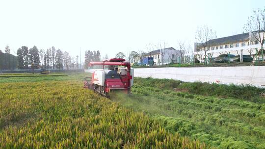 航拍割稻机秋天农田水稻田丰收粮食大米