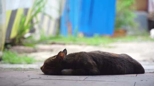 流浪猫睡觉 猫晒太阳视频素材模板下载