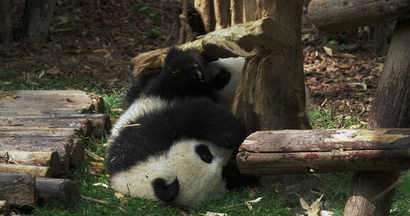 国宝大熊猫幼崽崽玩耍萌萌哒