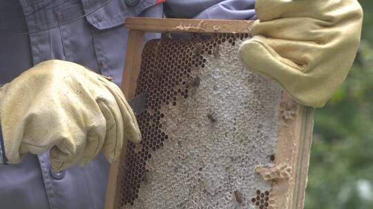 蜂场蜂农工人割蜂巢取蜜