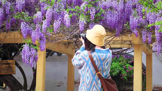 高凤翰纪念馆 紫藤花 桃花 春花烂漫