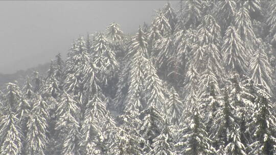 雪落在松树覆盖的山坡上