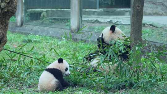 动物园国宝大熊猫母子视频合集
