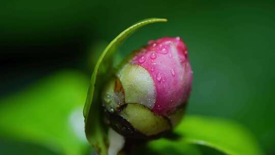 春天雨后含苞欲放的茶花粉色山茶花