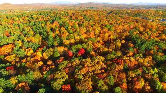 4k航拍国内秋天的彩林