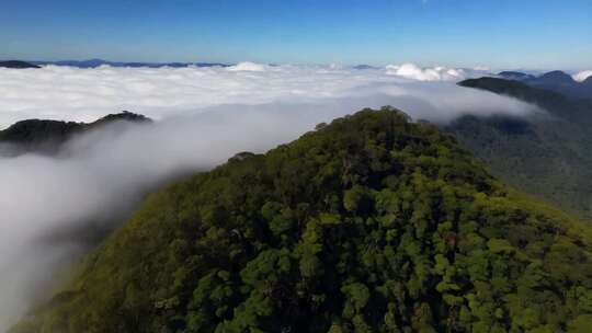 云海之上绿意盎然的山林美景