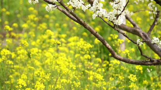 油菜花实拍视频4K