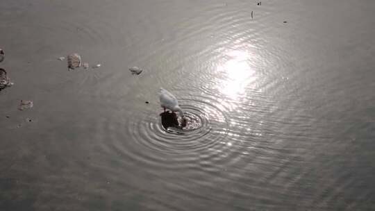 水中捕食的鹅