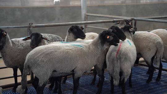 羊肉养殖加工素材