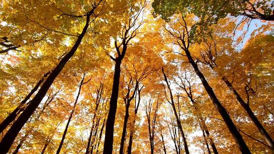 低角度仰拍秋天金黄色的森林