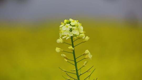 汉中皇塘油菜花