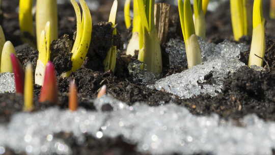 植物冰雪消融延时