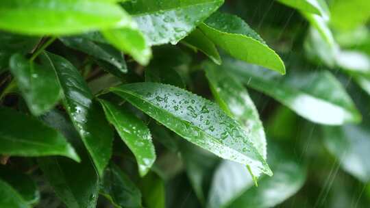 下雨天树叶雨水滴叶子茶树雨水雨滴茶叶特写