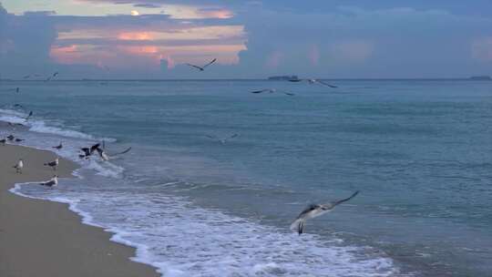 海边海岸海滩海浪拍打沙滩海鸥飞翔慢镜头