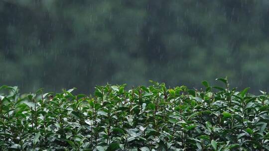 春雨雨滴茶园新茶杭州西湖龙井升格视频