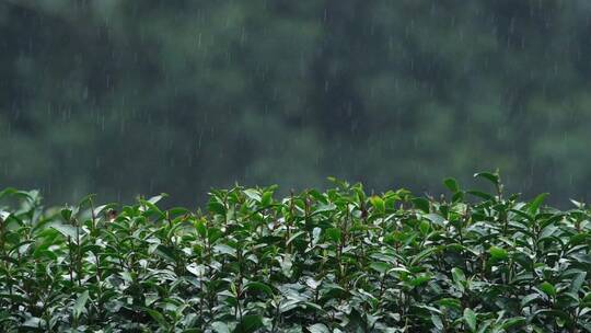 春雨雨滴茶园新茶杭州西湖龙井升格视频视频素材模板下载