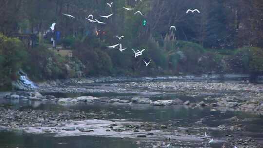 成都江安河湿地的白鹭和飞鸟