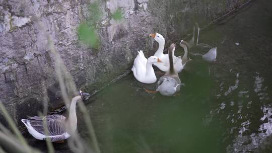 农村鹅水池群散养鹅家禽生态养殖