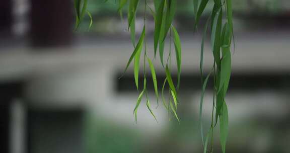 雨水惊蛰谷雨意境屋檐雨滴滴水