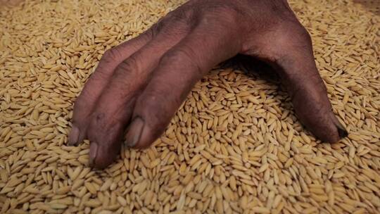 金色稻谷粮食收获丰收农业生产