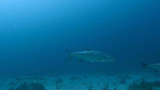 Tarpon，鱼，水下，海洋生物