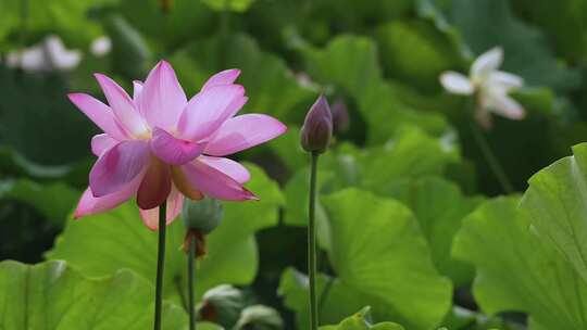 夏季公园荷花盛开唯美花瓣