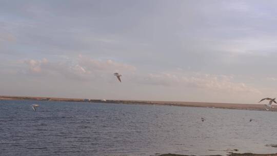 海鸥在海面上遨游