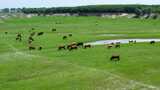 陕西渭河河岸草原牛群放牧 渭河武功段航拍高清在线视频素材下载