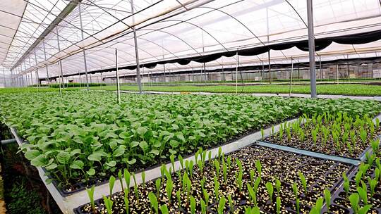 温室大棚蔬菜种植场景