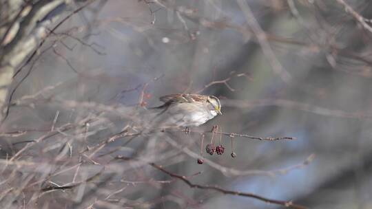 冬季麻雀树枝上啄食果实