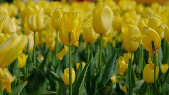 公园里的黄色郁金香花