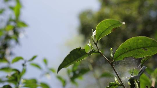 茶树茶叶