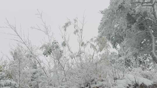 积雪覆盖的树木杂草自然风光