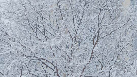 雪