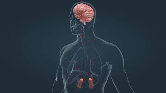 医学人体器官肾脏内分泌系统肾上腺三维动画