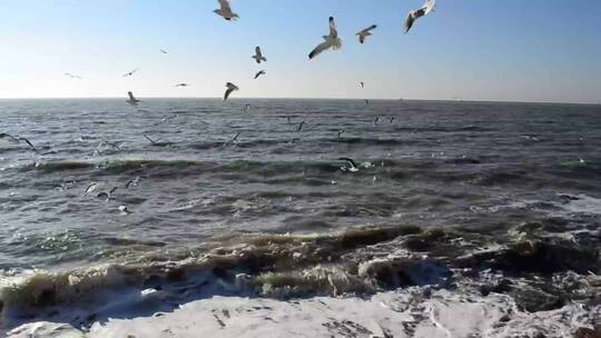许多海鸥在海边飞翔