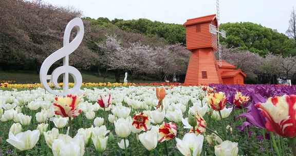 低视角拍摄唯美风车郁金香花海樱花背景