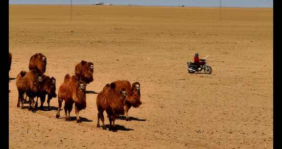 4K高清实拍动物骆驼