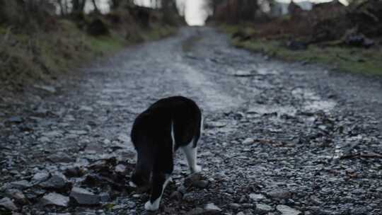 猫，猫，毛皮，探索