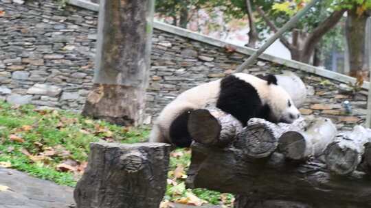 大熊猫趴在木头上玩耍