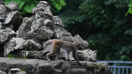 东莞人民公园猴山的猴子