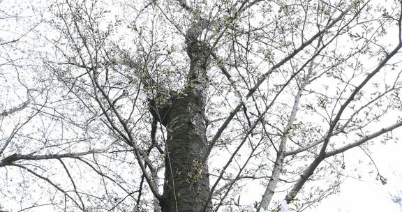 唯美高大山野樱花林 苏州樱野春色