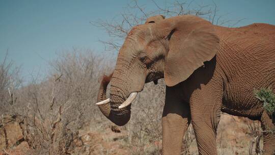 非洲草原上的大象视频素材模板下载