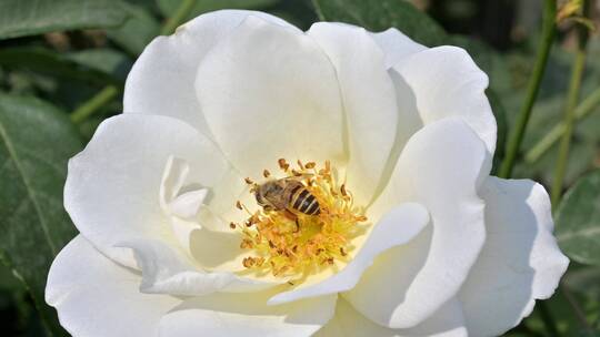 蜜蜂采蜜的特写镜头
