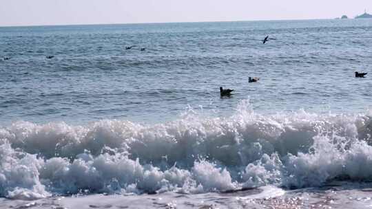 海面海浪上飞翔的海鸥