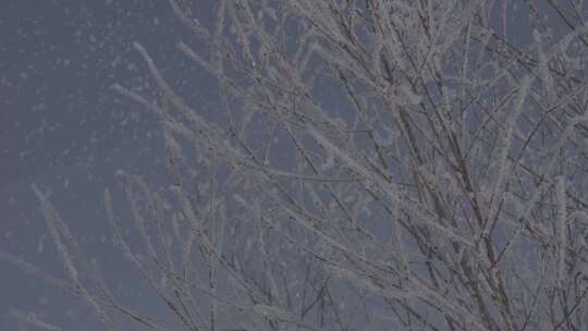 固定机位结冰树梢在大雪中摇摆