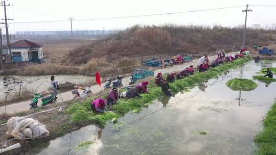 水芹 农田 水田