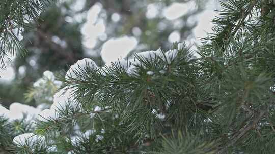 冬天下雪唯美雪景松树枝头被雪覆盖