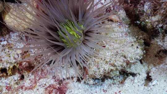 珊瑚，珊瑚礁，海洋生物，生物多样性