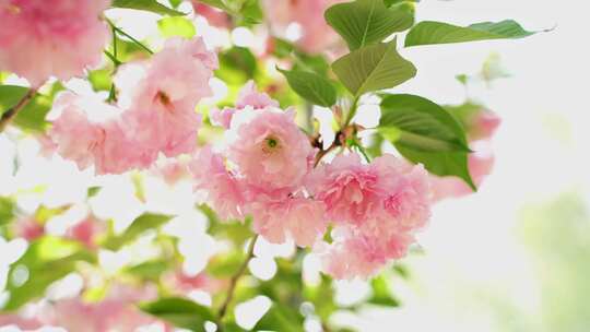 4K花卉空镜素材——樱花